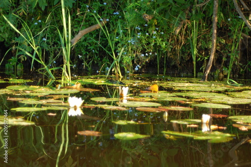 White water lilies with buds and large green leaves on the water in the summer afternoon