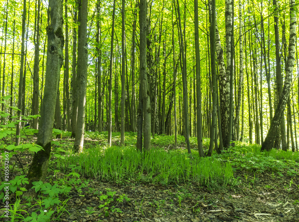 Forest scenery on a sunny spring summer day with grass alive trees and green leaves at branches at a park botanical outdoor image Forest scenery on a sunny spring summer day with grass alive trees and green leaves at branches at a park botanical outdoor image
