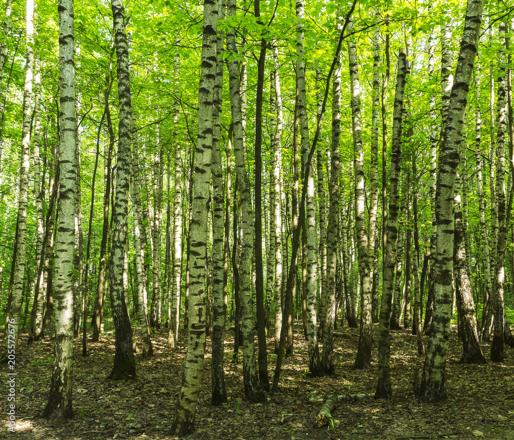 Forest scenery on a sunny spring summer day with grass alive birch trees and green leaves at branches at a park botanical outdoor image Forest scenery on a sunny spring summer day with grass alive birch trees and green leaves at branches at a park botanical outdoor image