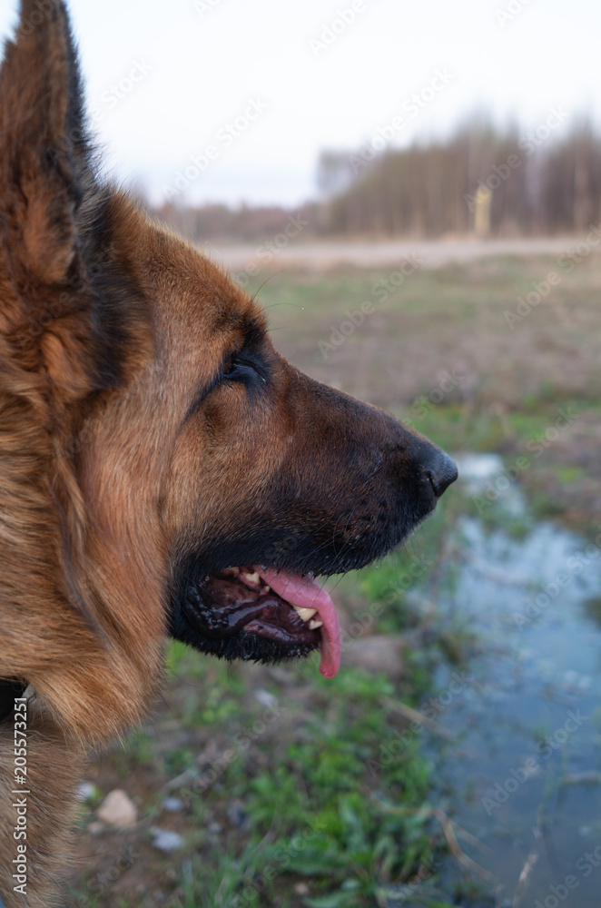 dog, animal, shepherd, german, pet, canine, german shepherd, portrait, cute, grass, friend, brown, mammal, puppy, breed, pets, green, nose, dogs, tongue, sheepdog, fur, nature, domestic, guard dog, animal, shepherd, german, pet, canine, german shepherd, portrait, cute, grass, friend, brown, mammal, puppy, breed, pets, green, nose, dogs, tongue, sheepdog, fur, nature, domestic, guard