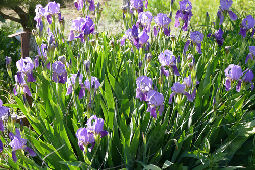Fototapeta Naklejka Na Ścianę i Meble -  iris flower, purple iris flower

