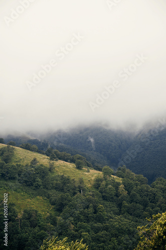 beautiful hill with trees in misty fog in mountains. vertical scenery landscape of hills in the morning light, with clouds. summer travel © sonyachny