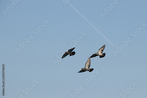 Three pigeon in flight