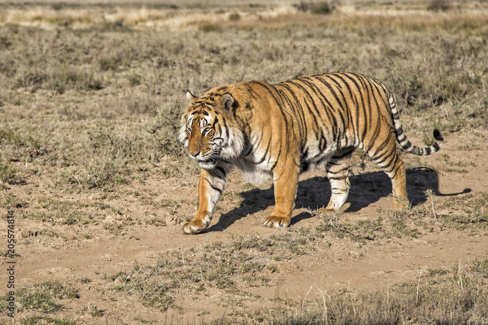 Naklejka premium Male tiger walking in Tiger Canyons Game Reserve in South Africa