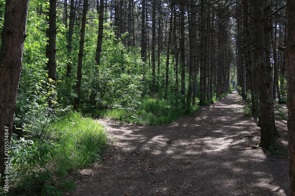 Path through the coniferous forest