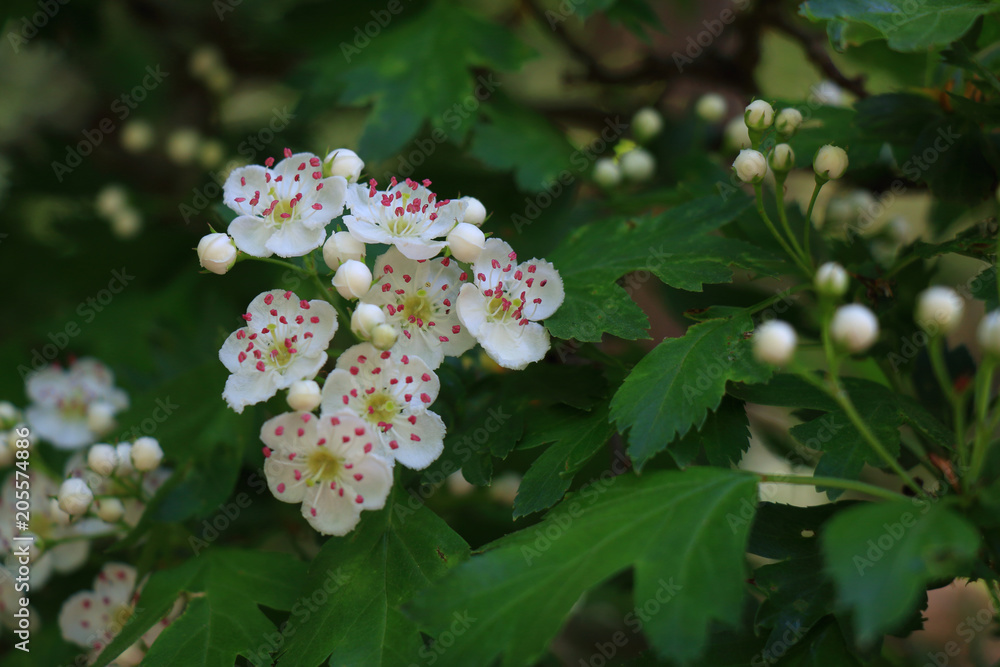 White hawthorn flowers on the tree White hawthorn flowers on the tree