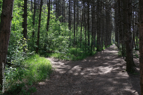 Path through the coniferous forest