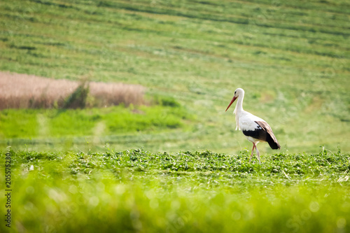 One white stork stands in clover field