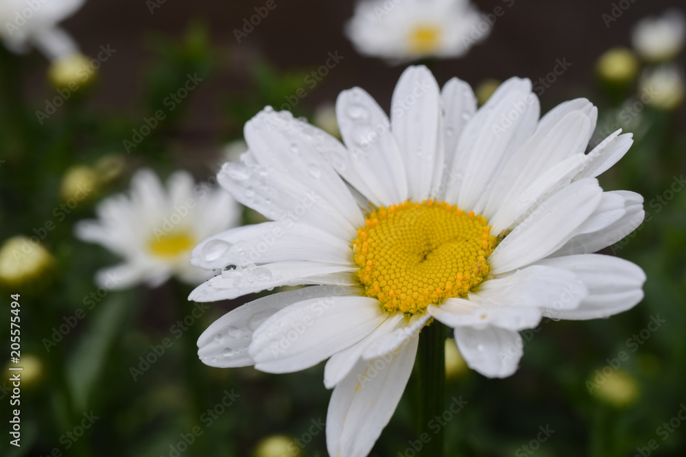 Fototapeta premium white Daisy close-up in drops after rain