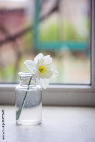 Fototapeta Naklejka Na Ścianę i Meble -  One spring flower of white narcissus in glass vase near window in daylight