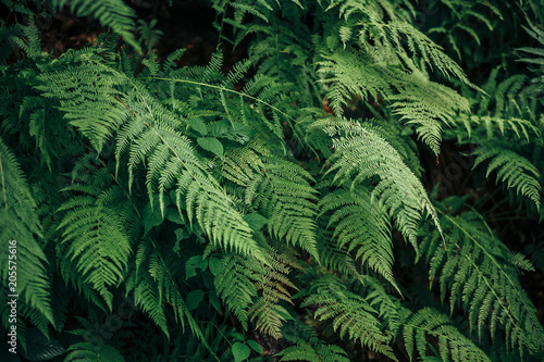 beautiful fern leaves in misty forest in mountains. wildflowers,herbs in woods. green background