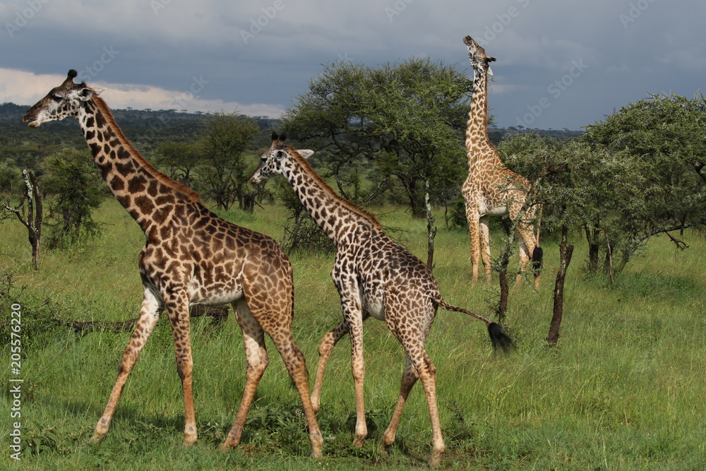 Masai Giraffe, Herd in the Evening, Serengeti, Tanzania