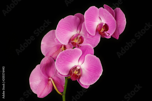 Pink orchid  Orchidaceae  flower on the black background