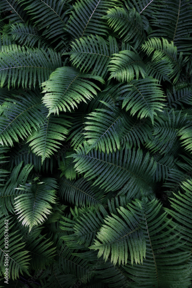 leafs fern rain drops tropical top view nature background dreen fine art fresh sweet cool new