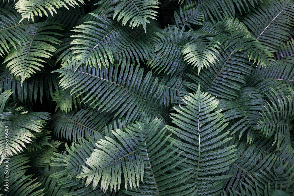 leafs fern rain drops tropical top view nature background dreen fine art fresh sweet cool new