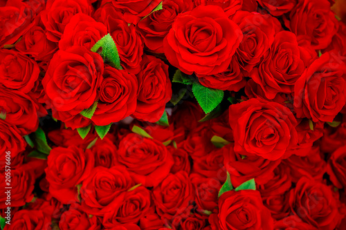 Rose - Flower  Flower  Valentine s Day - Holiday  Backgrounds  Red