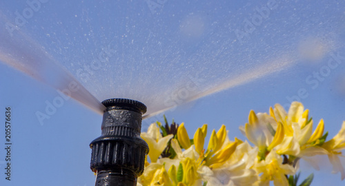 Clever garden with a fully automatic irrigation system, water azaleas. photo