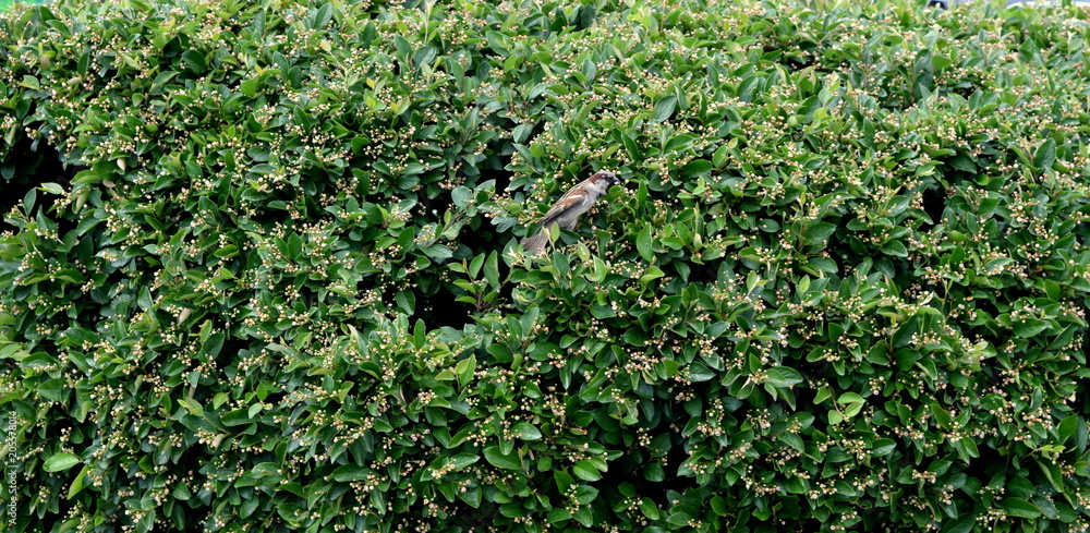 sparrow in the bush sparrow in the bush
