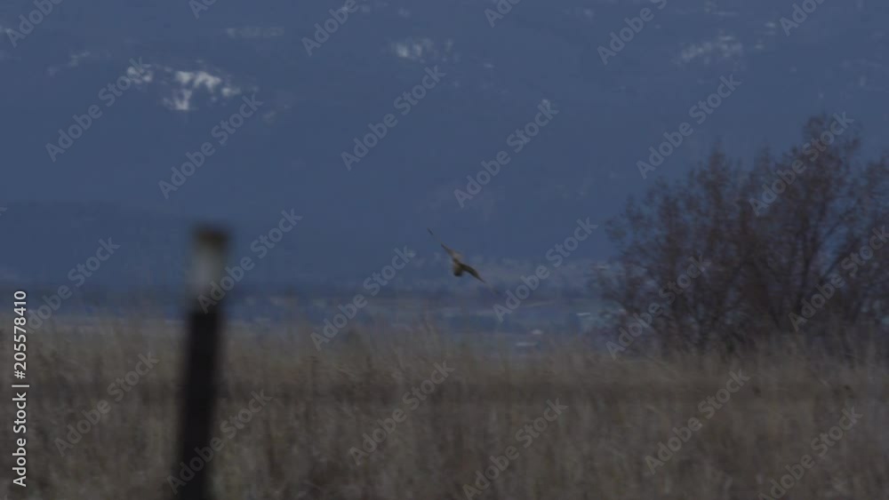 Short-eared owl dives for voles in an evening mountain meadow Short-eared owl dives for voles in an evening mountain meadow