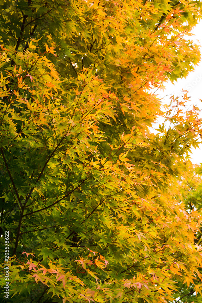 Fototapeta premium Turning Leaves