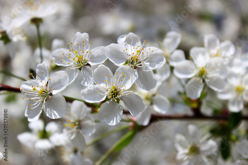 Flowering cherry tree