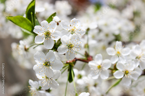 Flowering cherry tree