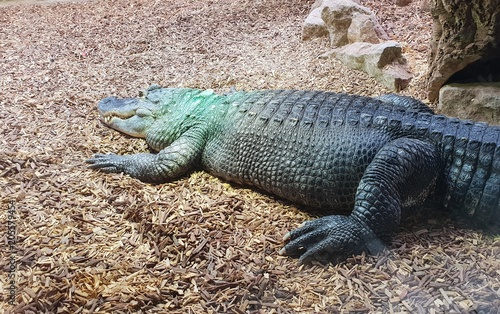 crocodile femelle dans son aquarium