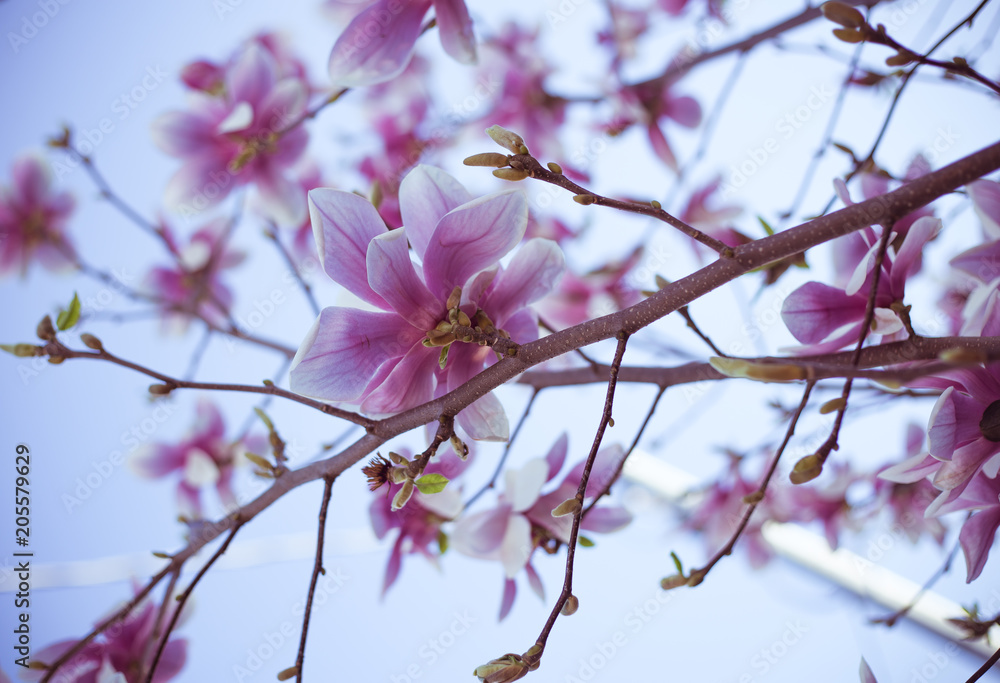 Magnolia Magnolia