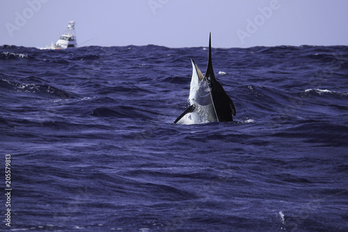 Canvastavla Black marlin with game boat behind