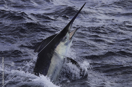 Canvastavla Closeup black marlin on the leader