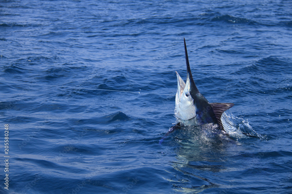 Foto Blue marlin boatside