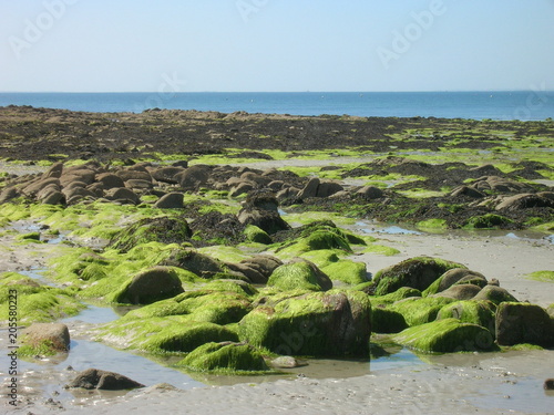 Costa della Bretagna ; Scogli, sabbia , mare e alghe  photo