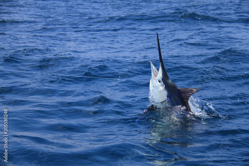 Canvastavla Blue marlin boatside
