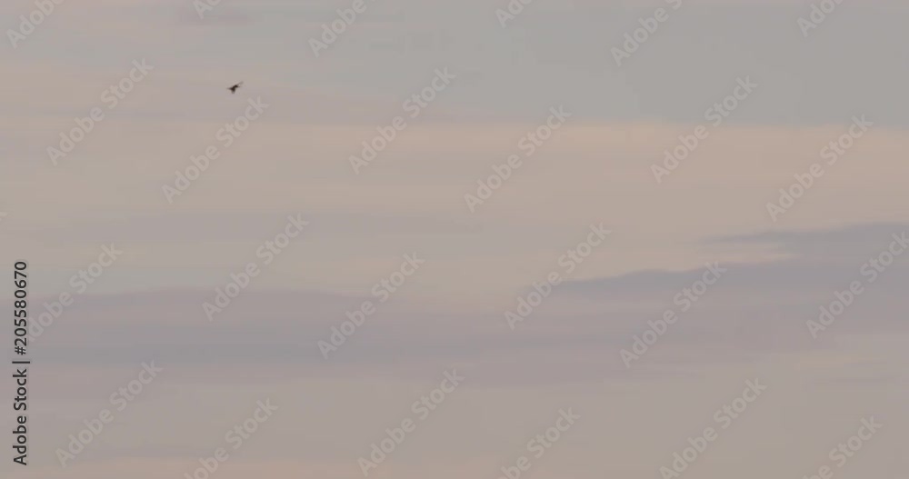 Godwit flies low over grass then over hill Godwit flies low over grass then over hill