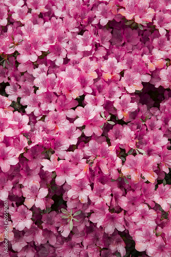 Fototapeta Naklejka Na Ścianę i Meble -  Pattern fiori rosa 