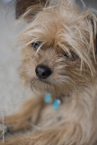 Close up face shot of fawn colored Yorkie terrier laying down