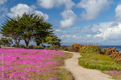 Meandering Path with Blooming Pink Wildflowers and Monterey Cypress Trees in Monterey Bay  California