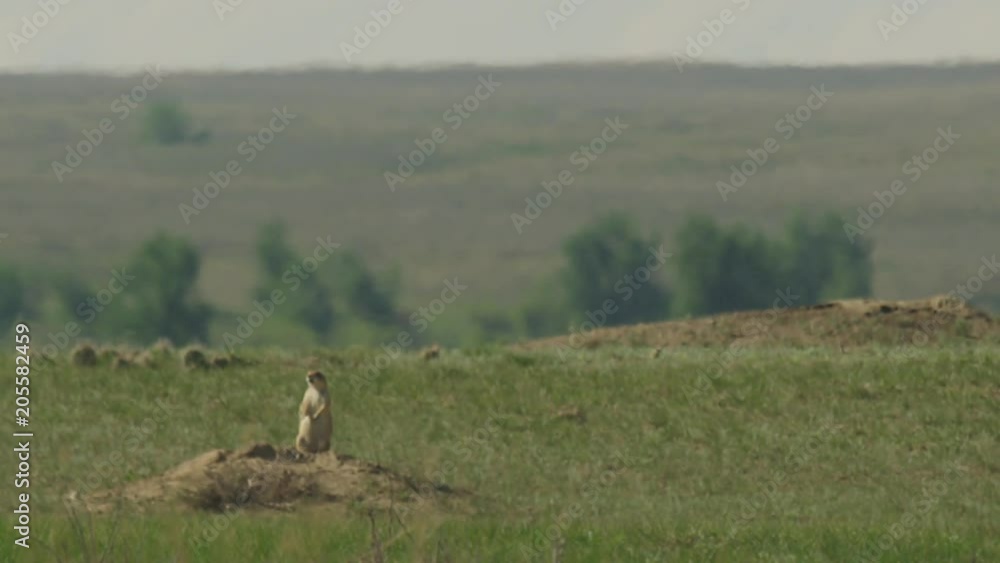 Heat shimmers over prairie dog at its burrow Heat shimmers over prairie dog at its burrow