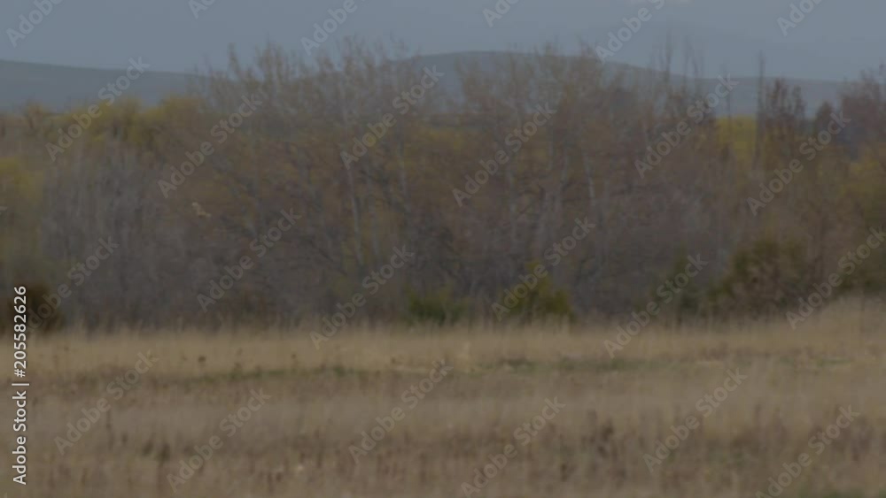 Two short-eared owls hunting field near trees slow motion Two short-eared owls hunting field near trees slow motion