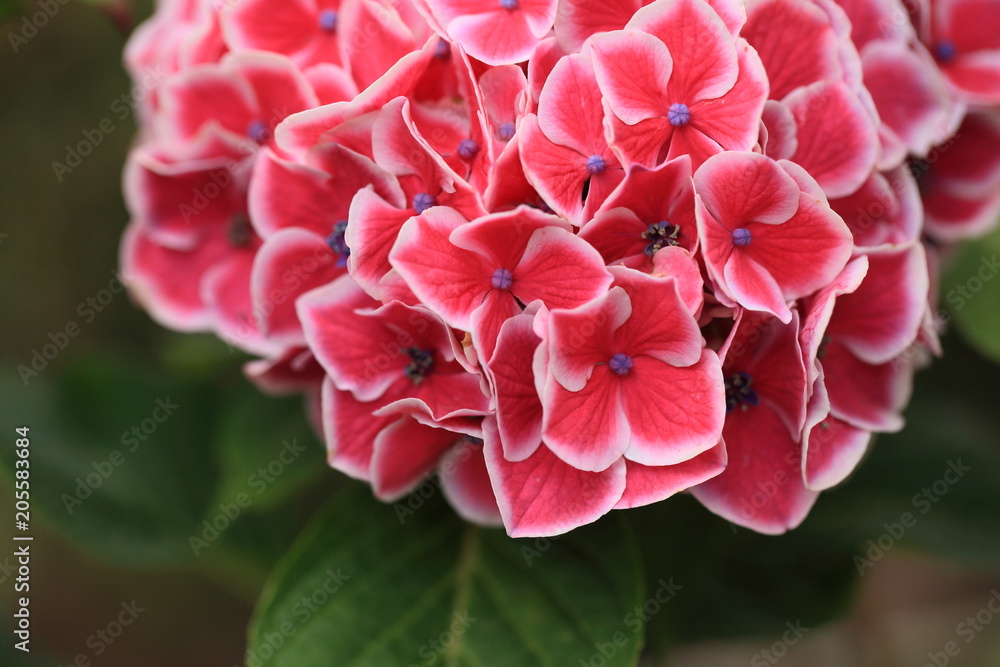 鮮やかなピンクの紫陽花 鮮やかなピンクの紫陽花