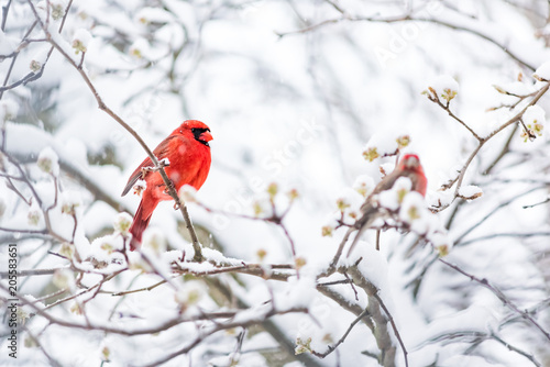 Closeup of one vibrant saturated red northern cardinal, Cardinalis, bird sitting perched on tree branch during heavy winter snow colorful in Virginia, snow flakes falling by finch