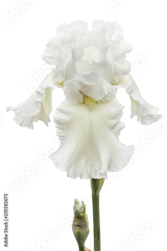 Fototapeta Naklejka Na Ścianę i Meble -  Flower of  white iris close-up, isolated on white background