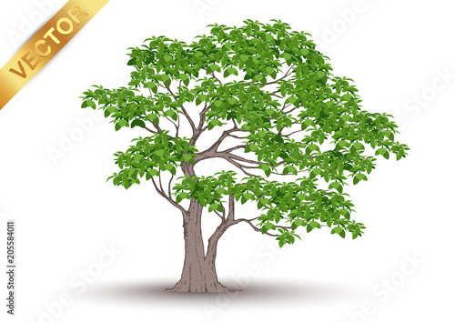 Beautiful tree Realistic  on a white background.