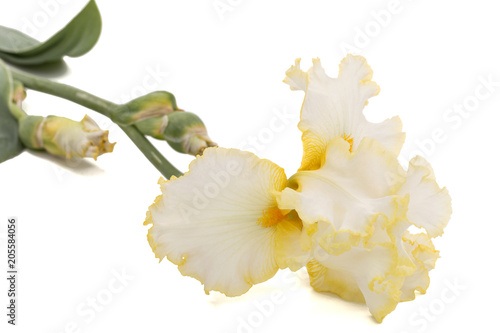 Fototapeta Naklejka Na Ścianę i Meble -  Yellow flower of iris, isolated on white background