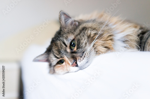Принти на полотні Closeup portrait of cute calico maine coon cat lying on bed in bedroom room, loo