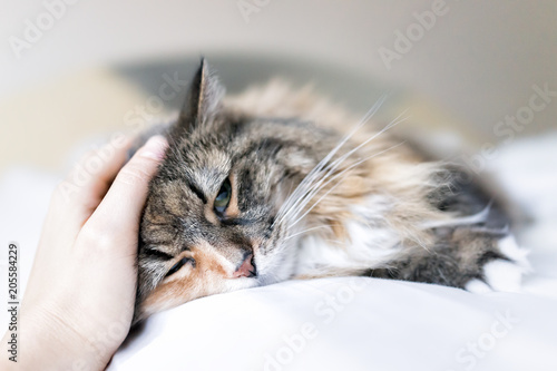 Canvas Print Closeup portrait of cute sad calico maine coon cat lying on bed in bedroom room,