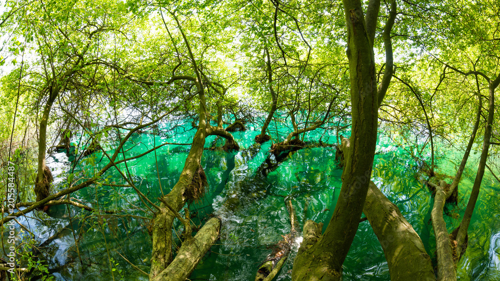 Fototapeta premium Shore of a lake with trees growing in the water