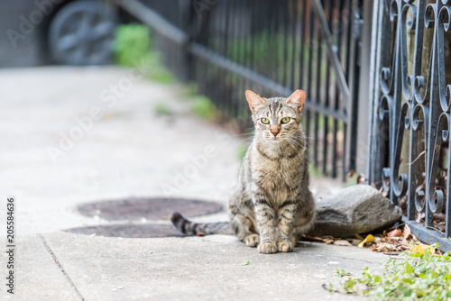 Stray tabby cat with green eyes sitting on sidewalk streets in New Orleans, Louisiana by metal fence