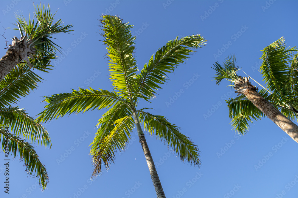 Fototapeta premium Palm trees and sky