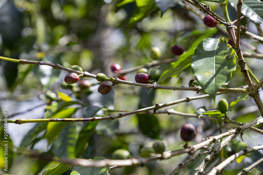 Detail of ripening red wild coffee beans on the side of the road in Flores, Indonesia. Detail of ripening red wild coffee beans on the side of the road in Flores, Indonesia.